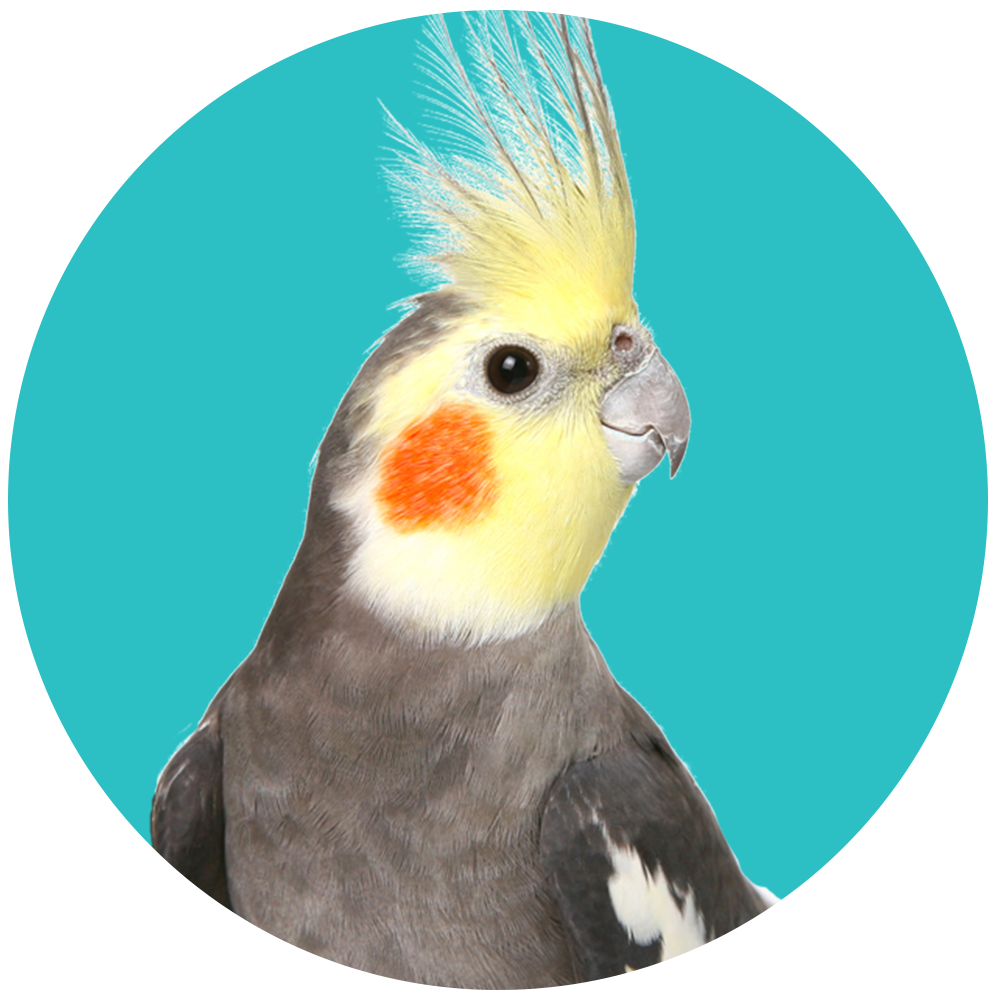 Birds & Exotics