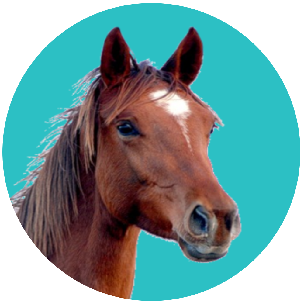 Equine